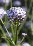 Iberis linifolia. Соцветие с цветками и плодами. Испания, автономное сообщество Каталония, провинция Жирона, комарка Баш Эмпорда, муниципалитет Сант-Фелиу-де-Гишольс, окр. памятника природы Pedralta (Педральта), в подлеске сосново-дубового леса. 17.09.2019.