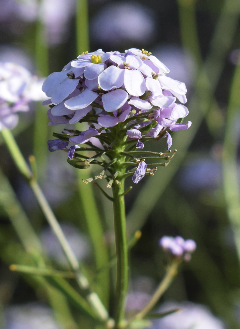 Изображение особи Iberis linifolia.