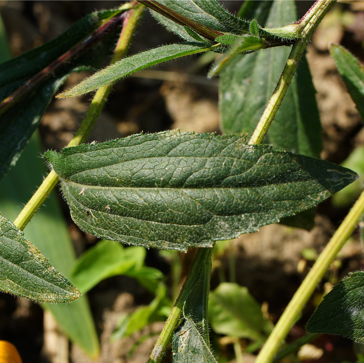 Изображение особи Rudbeckia hirta.