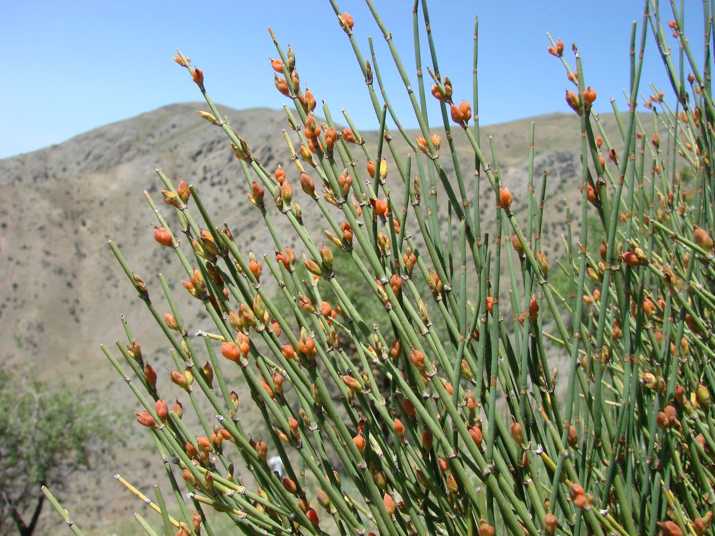 Image of Ephedra intermedia specimen.