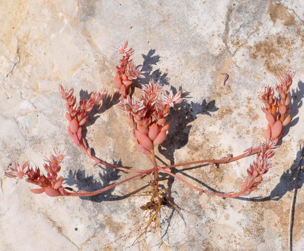 Image of Sedum eriocarpum ssp. porphyreum specimen.