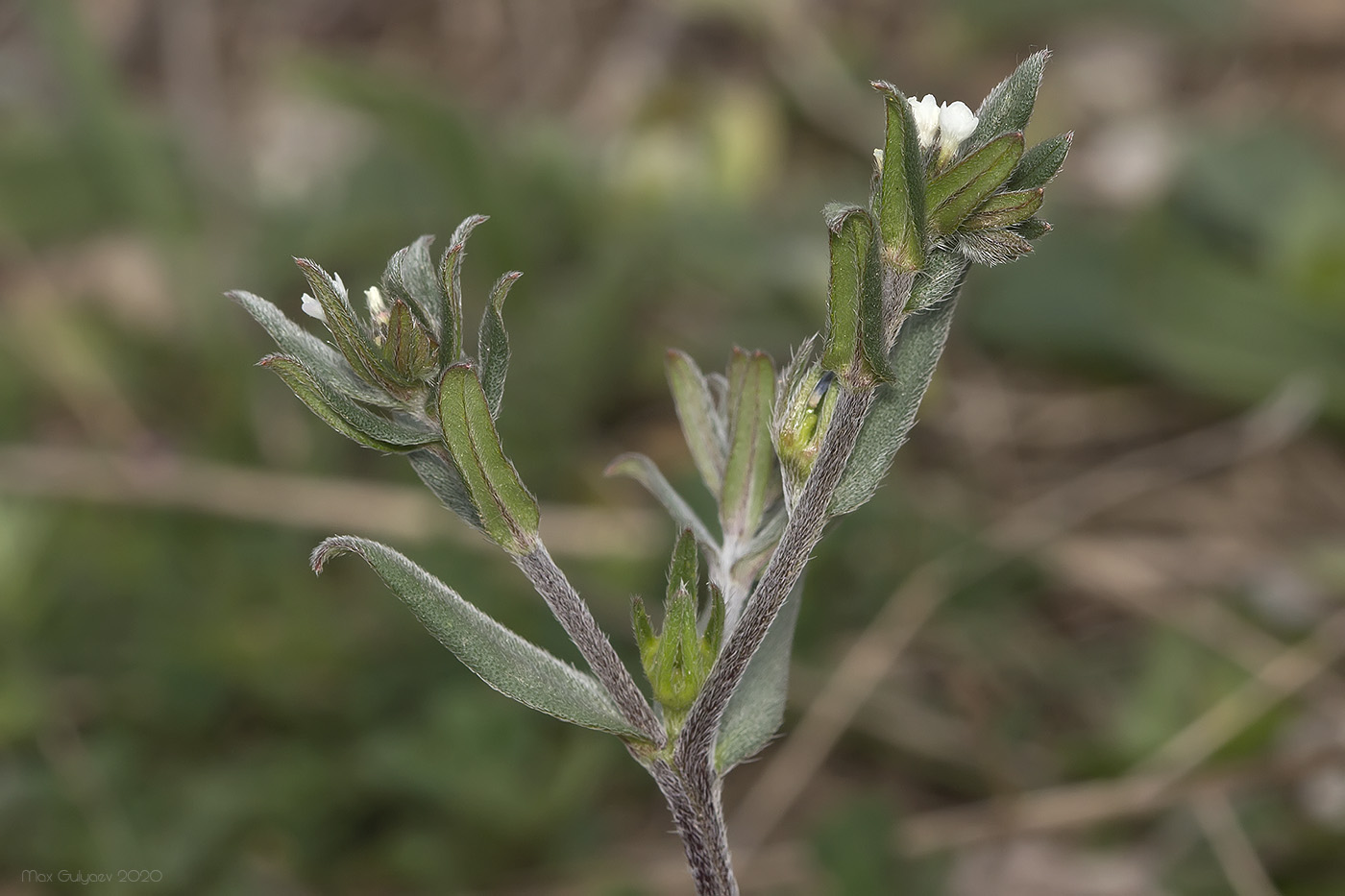 Изображение особи Buglossoides arvensis.