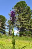 Dactylorhiza sibirica. Верхушка цветущего растения. Республика Алтай, Онгудайский р-н, пер. Семинский, начало ручья в лесотундре на границе кедрача, около 1800 м н.у.м. 07.08.2010.