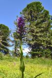 Dactylorhiza sibirica