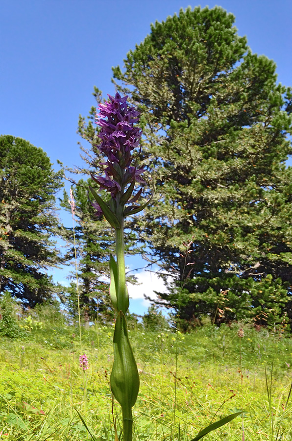 Изображение особи Dactylorhiza sibirica.