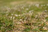 Erophila verna