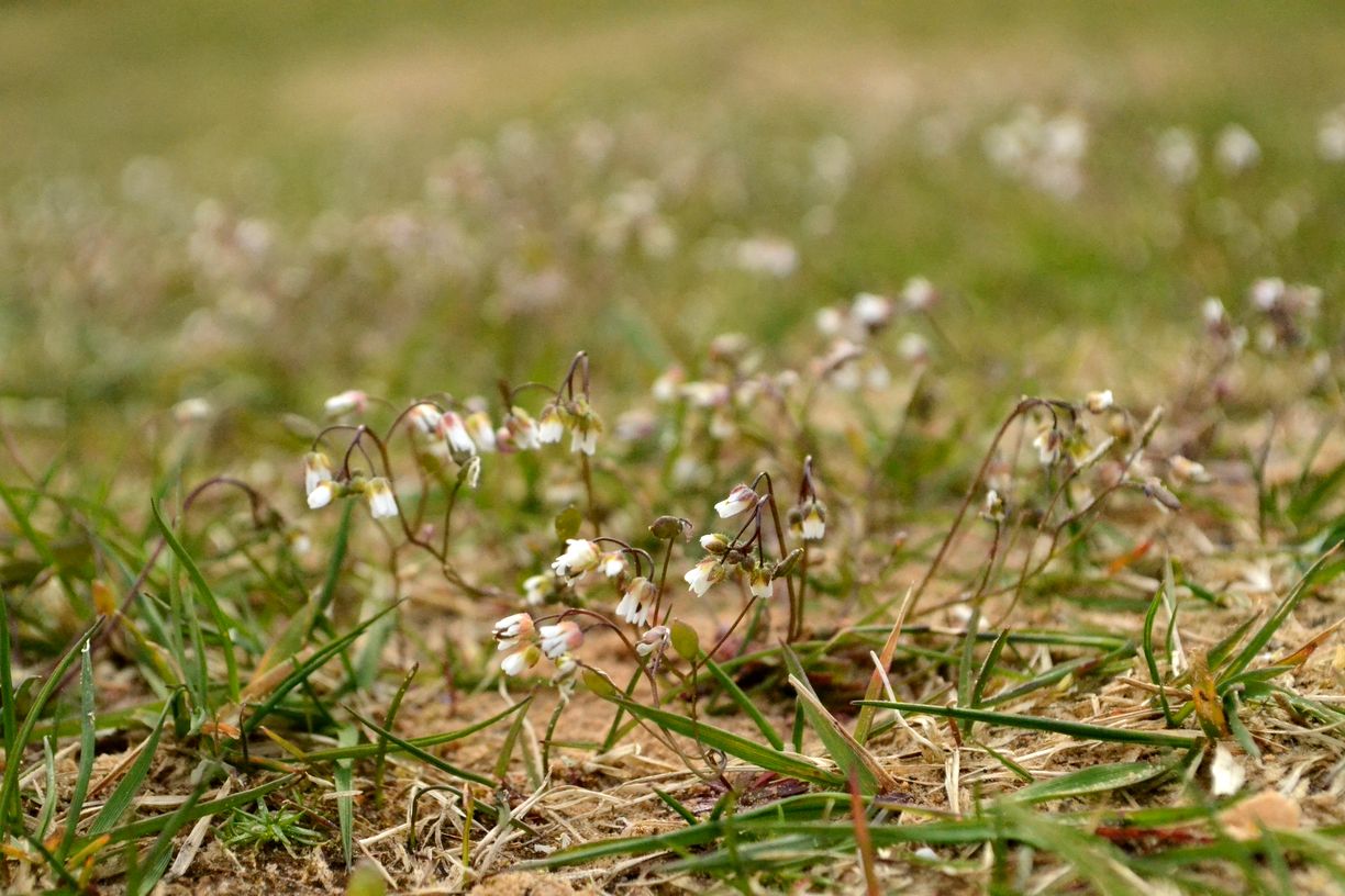 Image of Erophila verna specimen.