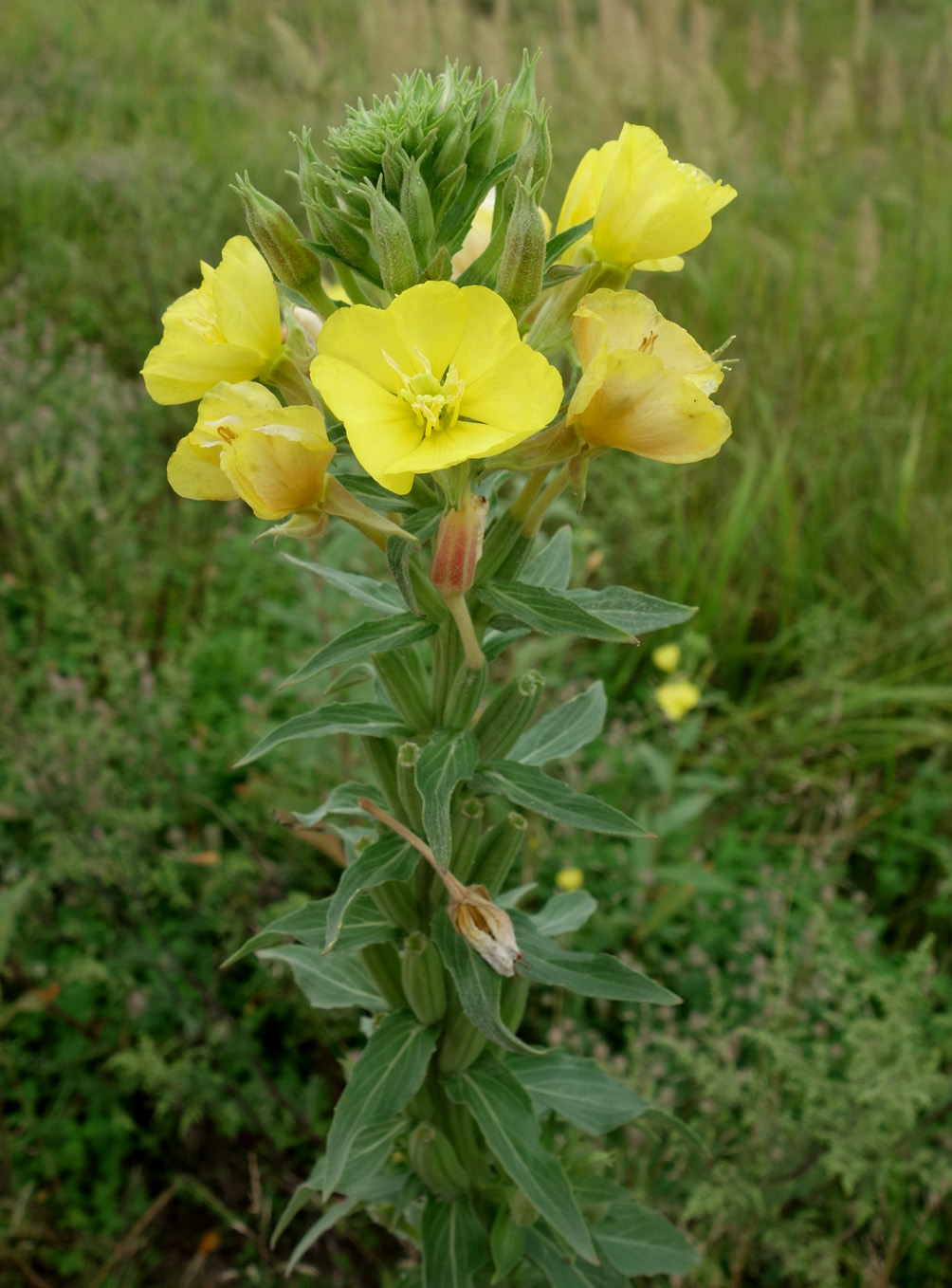 Image of genus Oenothera specimen.