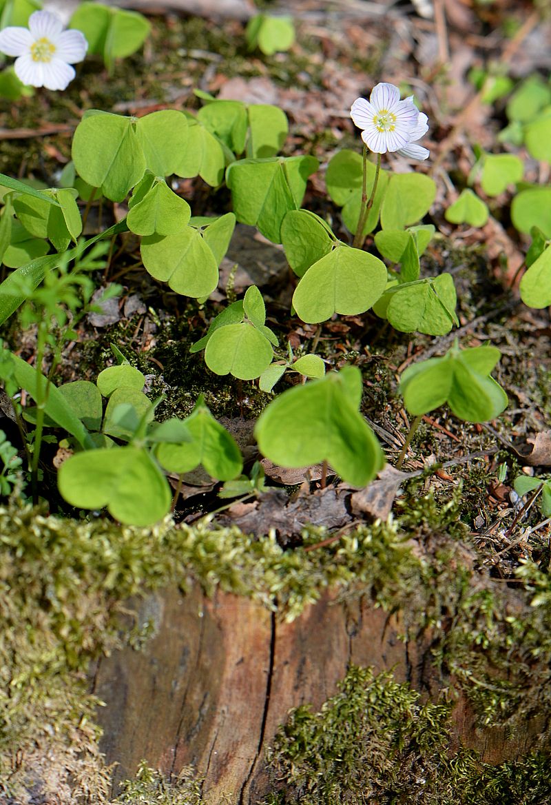 Изображение особи Oxalis acetosella.