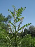 Glycyrrhiza glandulifera