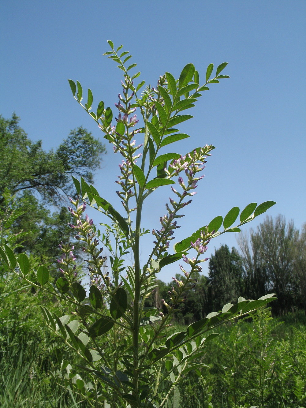 Image of Glycyrrhiza glandulifera specimen.