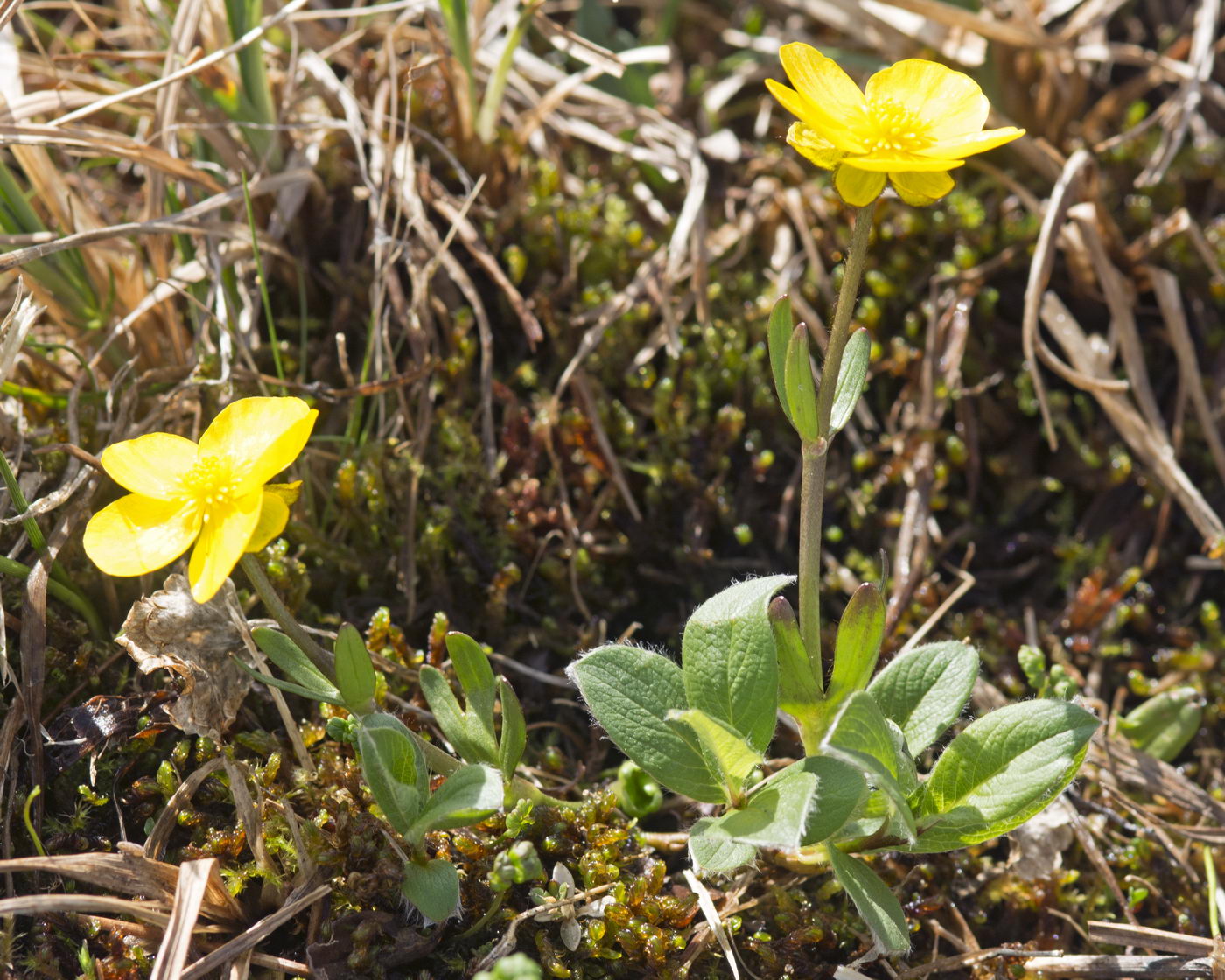 Image of Ranunculus sulphureus specimen.
