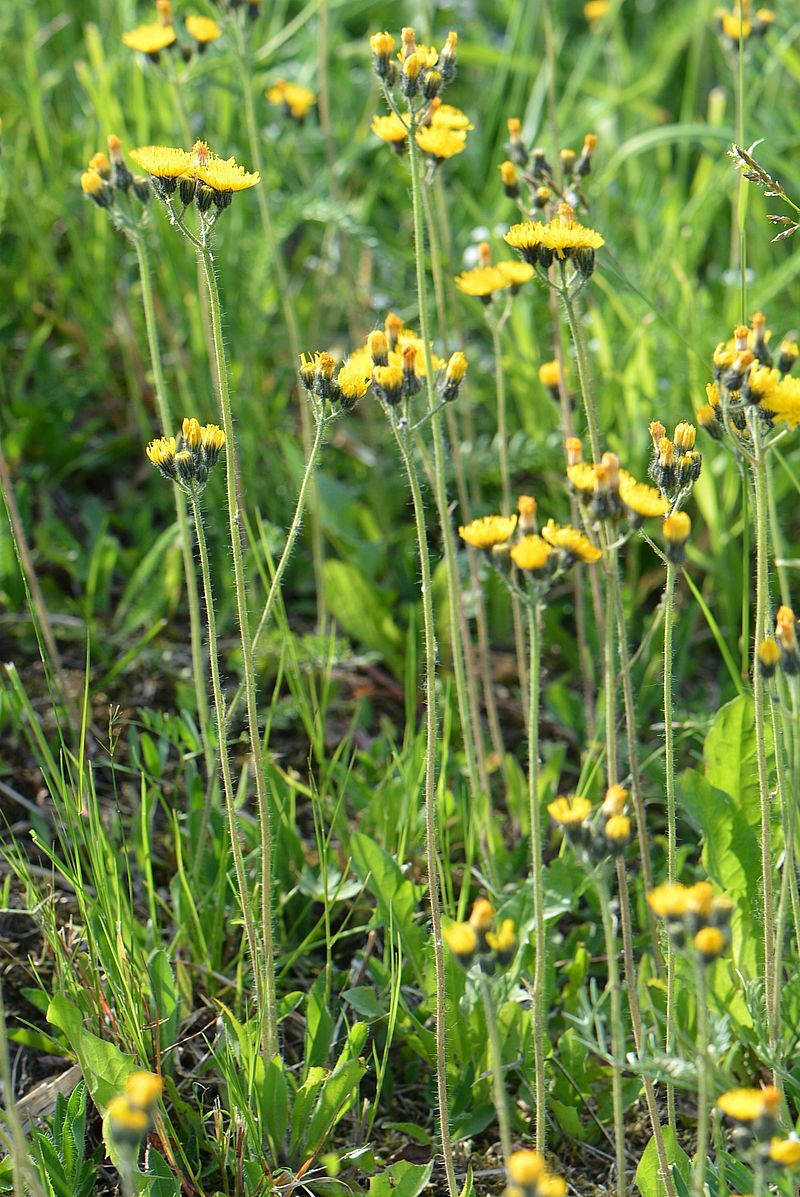 Image of Pilosella &times; floribunda specimen.