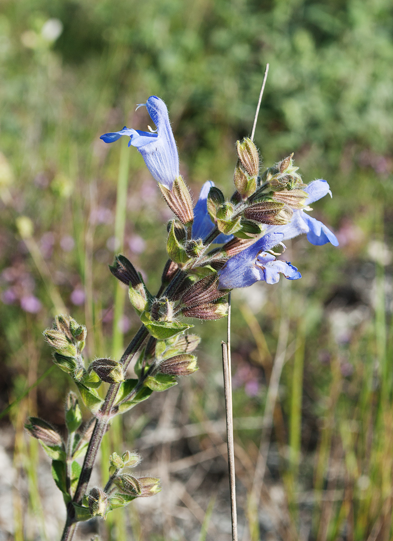 Изображение особи Salvia tomentosa.