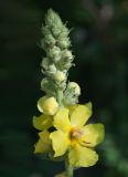 Verbascum phlomoides. Верхушка соцветия. Крым, Бахчисарайский р-н, Качинский каньон, окр. с. Баштановка, долина р. Кача, обочина дороги вдоль широколиственного леса, придорожные кусты. 29.06.2020.