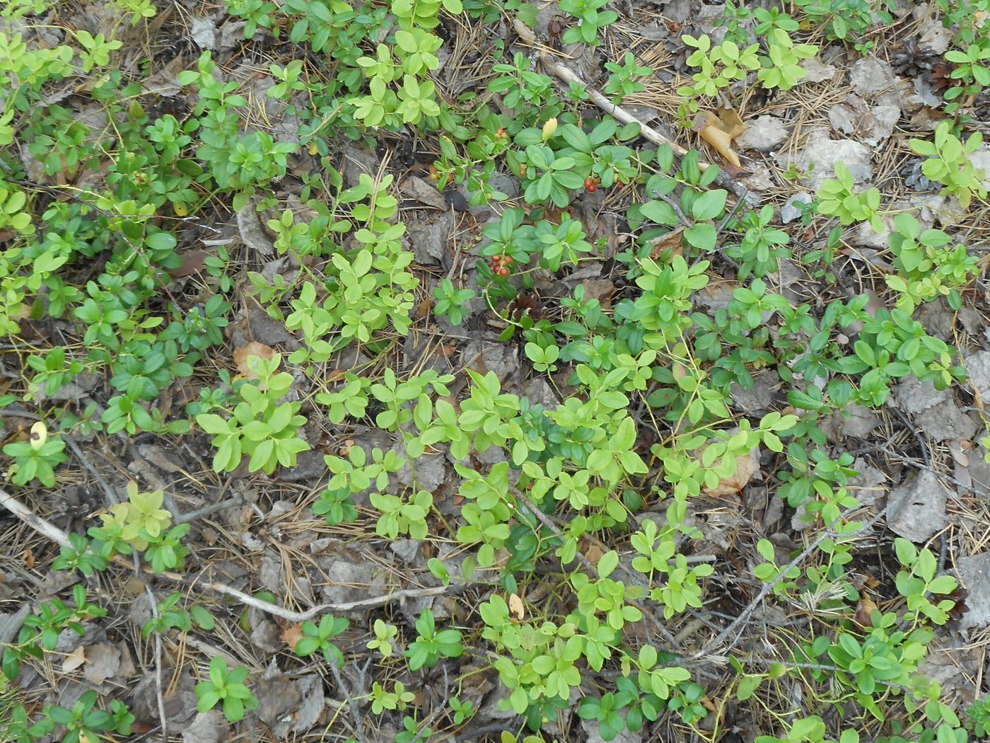 Image of Vaccinium &times; intermedium specimen.