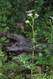 Angelica anomala. Верхняя часть цветущего растения. Приморский край, Шкотовский р-н, окр. с. Анисимовка, руч. Смольный в нижнем течении, на галечнике у опушки чозениевой рощи. 05.08.2020.