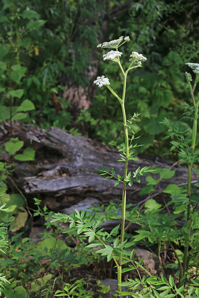 Image of Angelica anomala specimen.