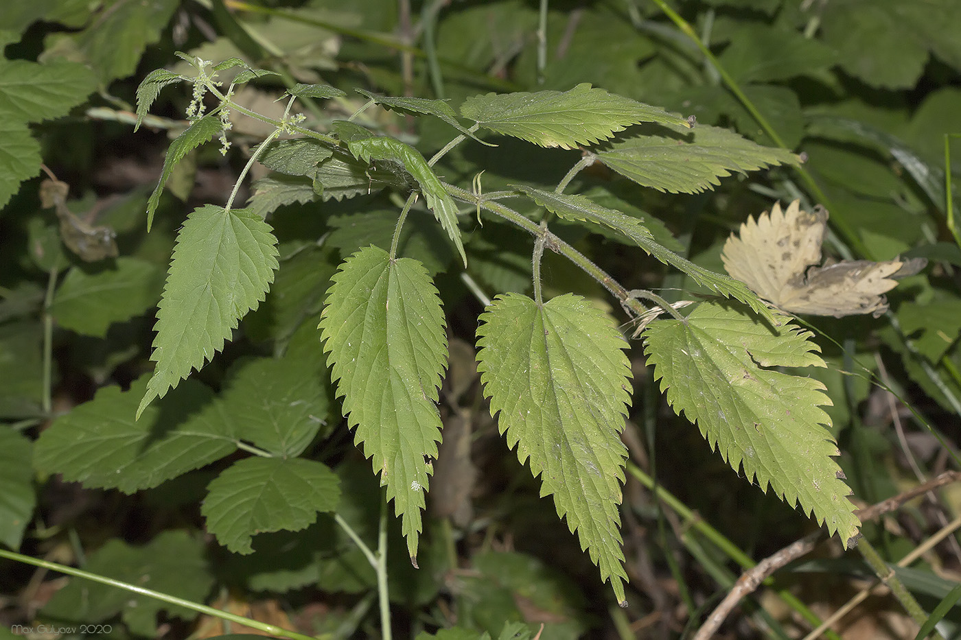 Изображение особи род Urtica.