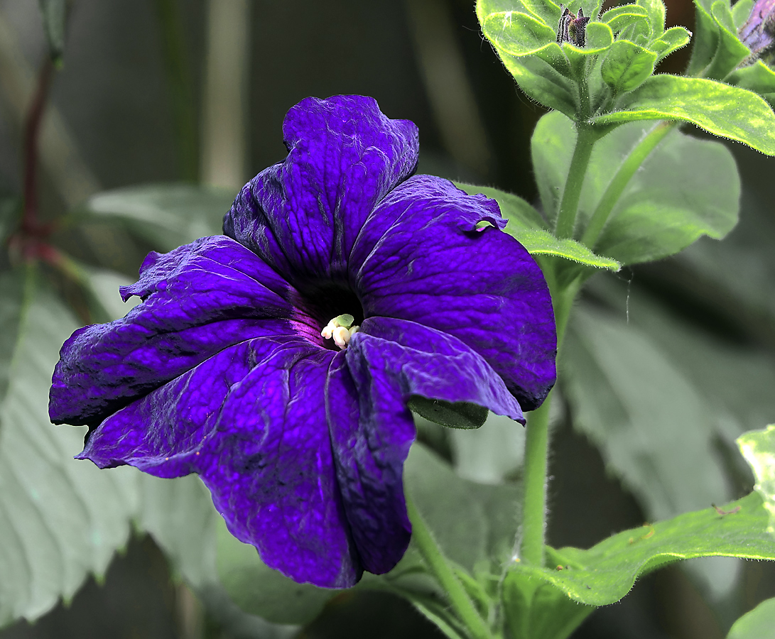 Image of Petunia &times; hybrida specimen.