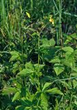 Geum urbanum