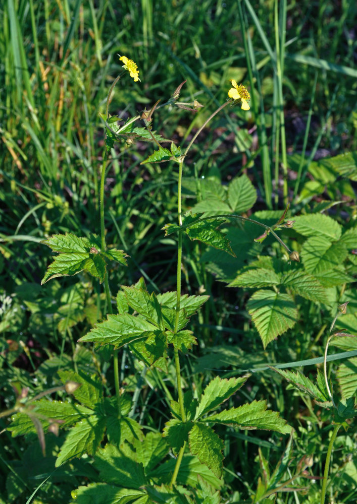 Изображение особи Geum urbanum.