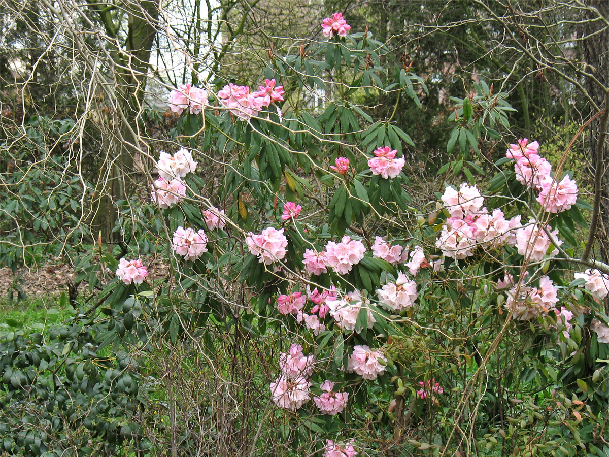 Изображение особи Rhododendron minus.