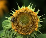 Helianthus annuus. Соцветие с питающимся шмелем (культивар \"Медвежонок\"). Московская обл., Раменский р-н, окр. дер. Хрипань, садовый участок. 30.08.2020.