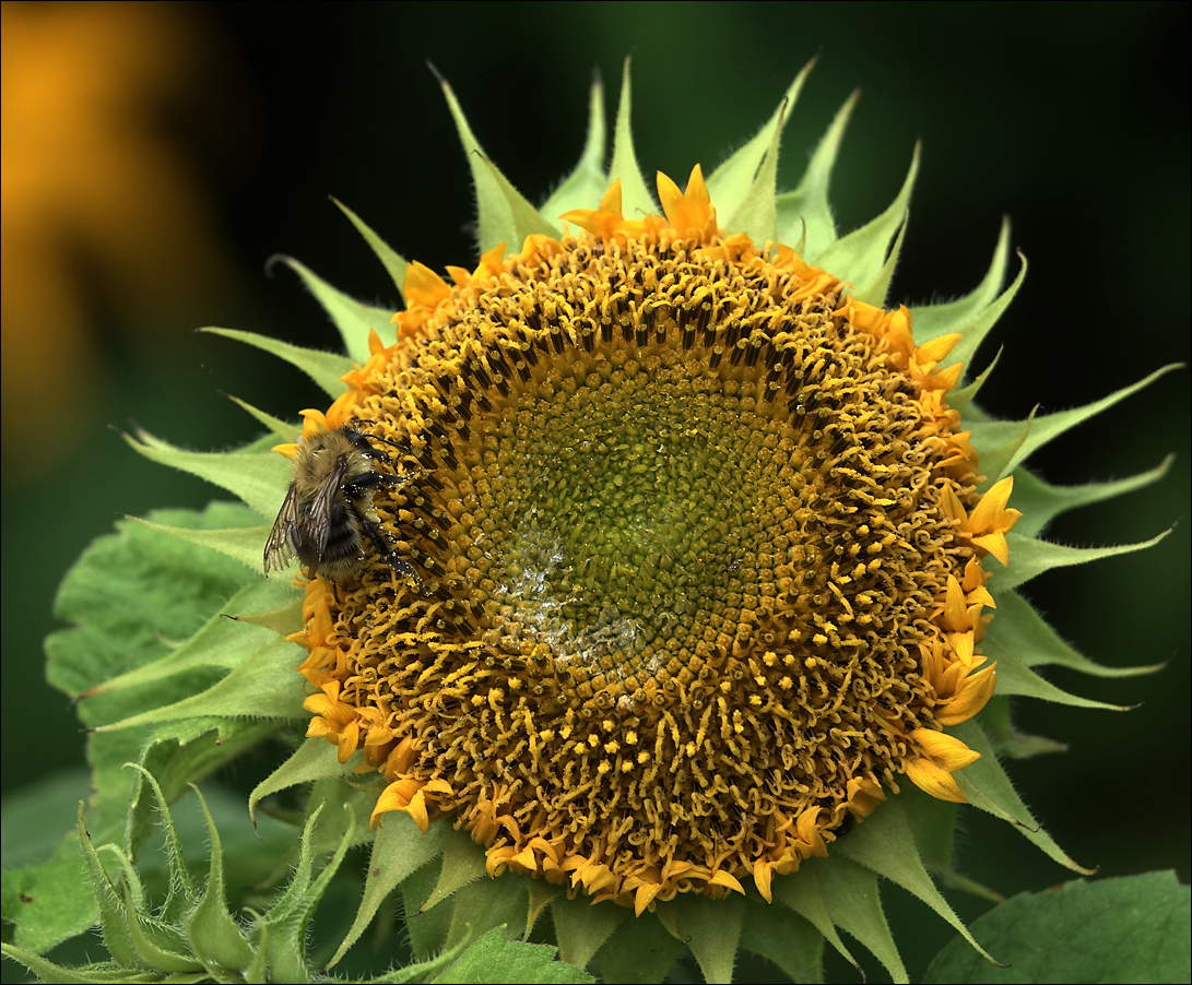 Изображение особи Helianthus annuus.