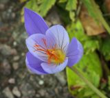 Crocus speciosus