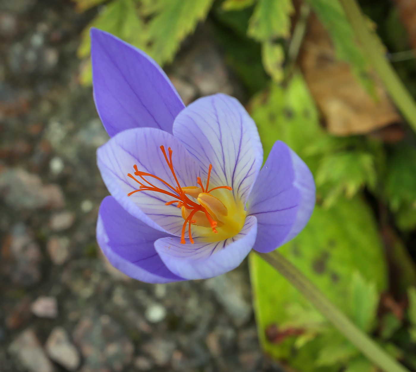 Изображение особи Crocus speciosus.