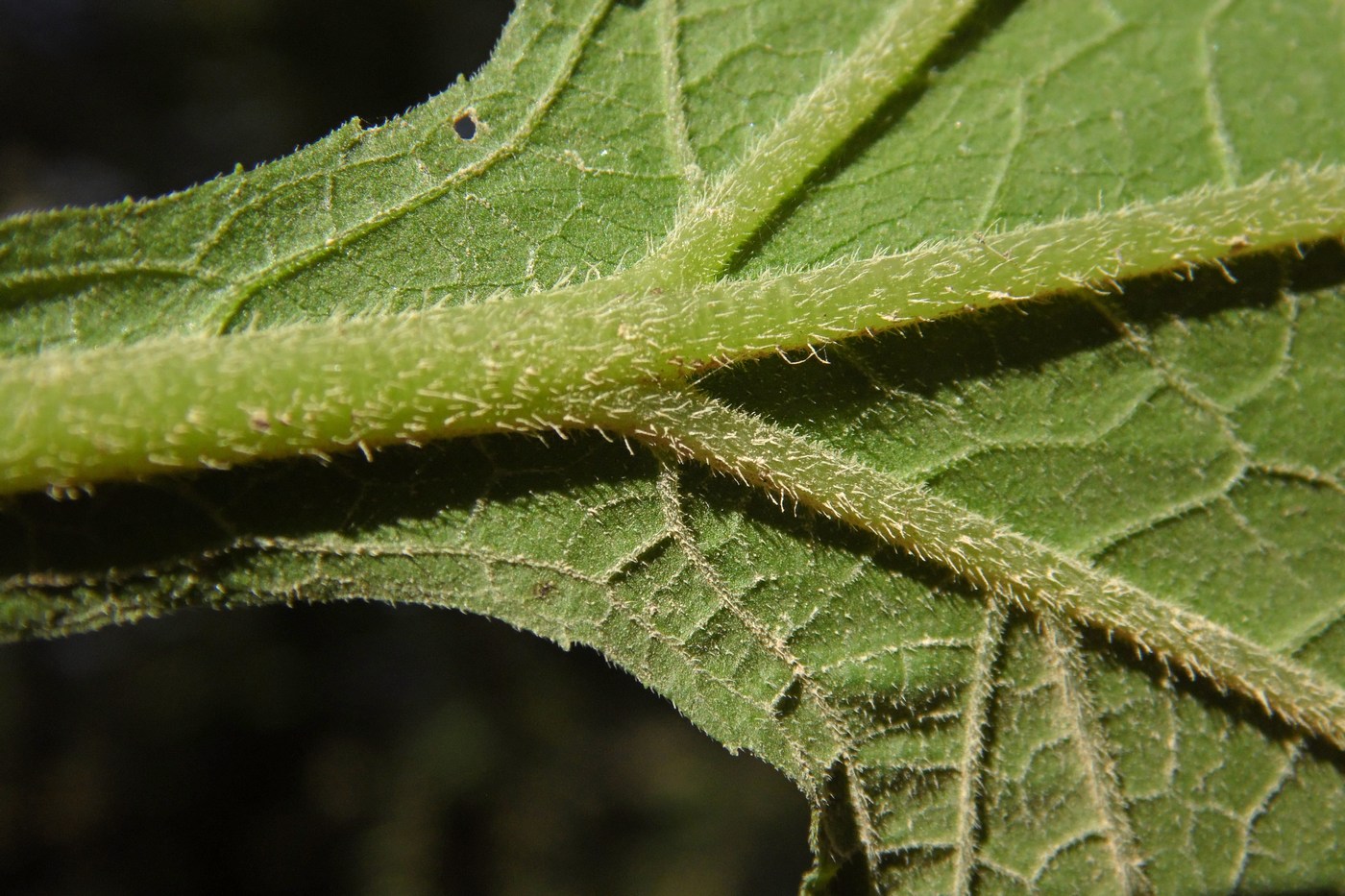 Изображение особи Sigesbeckia orientalis.