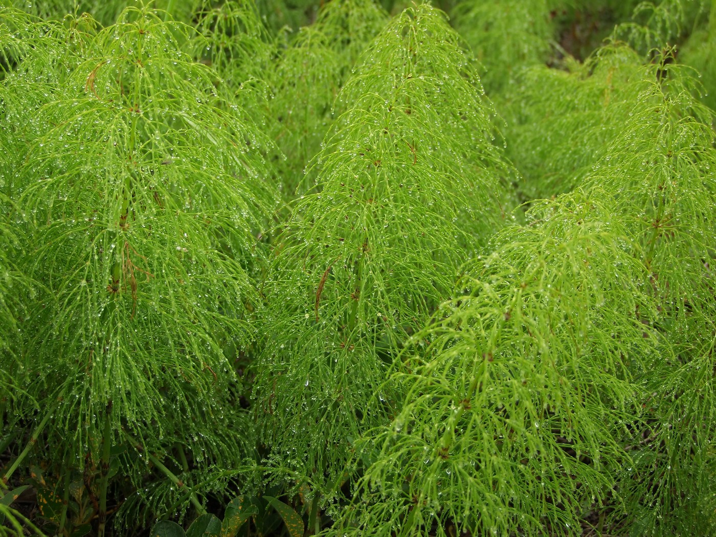 Изображение особи Equisetum sylvaticum.