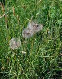 genus Tragopogon. Верхушки побегов с соплодиями. Московская обл., гор. округ Мытищи, окр. дер. Сорокино, луг. 28.06.2020.