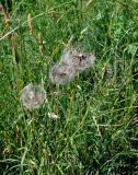 род Tragopogon. Верхушки побегов с соплодиями. Московская обл., гор. округ Мытищи, окр. дер. Сорокино, луг. 28.06.2020.