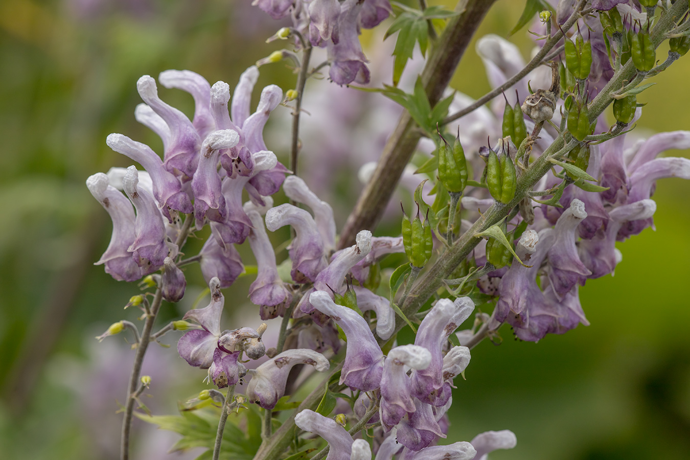 Image of Aconitum orientale specimen.