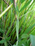 Lathyrus palustris