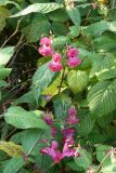 Impatiens glandulifera. Верхушки побегов с цветками, бутонами и плодами (справа - листья Rubus idaeus). Карелия, г. Медвежьегорск, Привокзальный сквер, между тротуаром и забором. 26.09.2020.