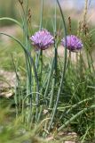 Allium schoenoprasum