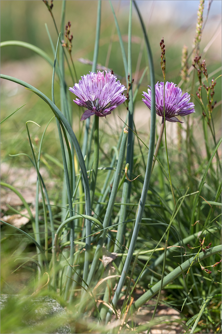 Изображение особи Allium schoenoprasum.