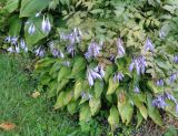 Hosta albomarginata