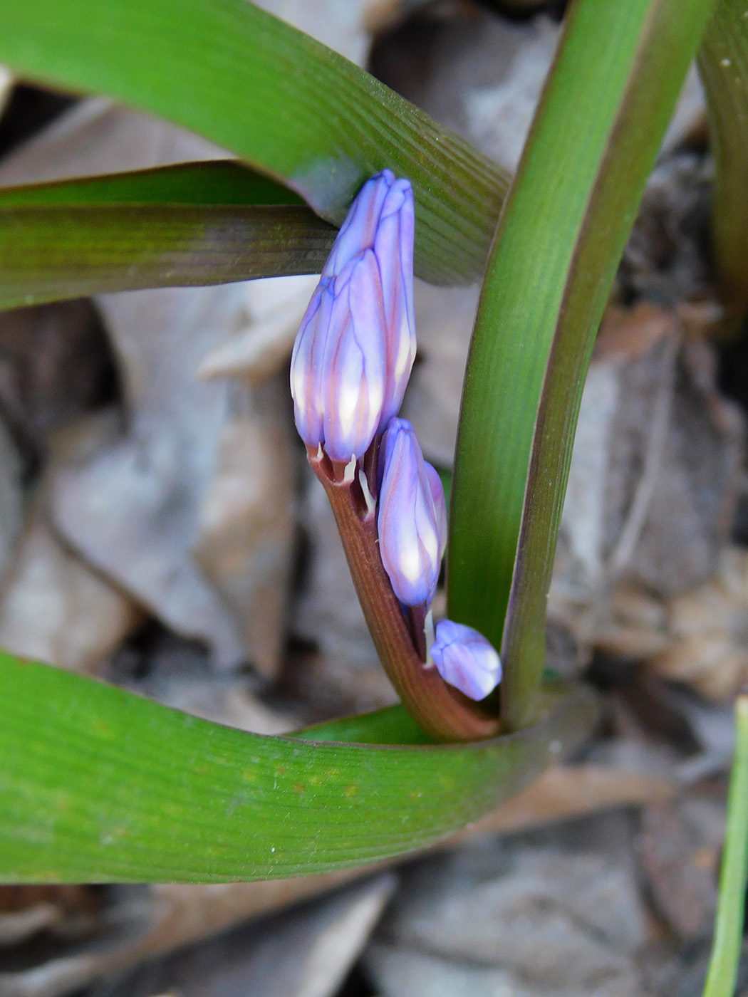 Изображение особи Chionodoxa luciliae.