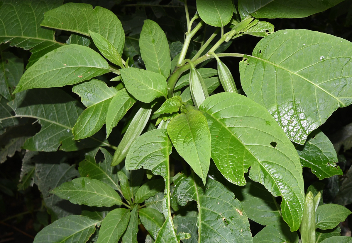 Image of Brugmansia &times; candida specimen.
