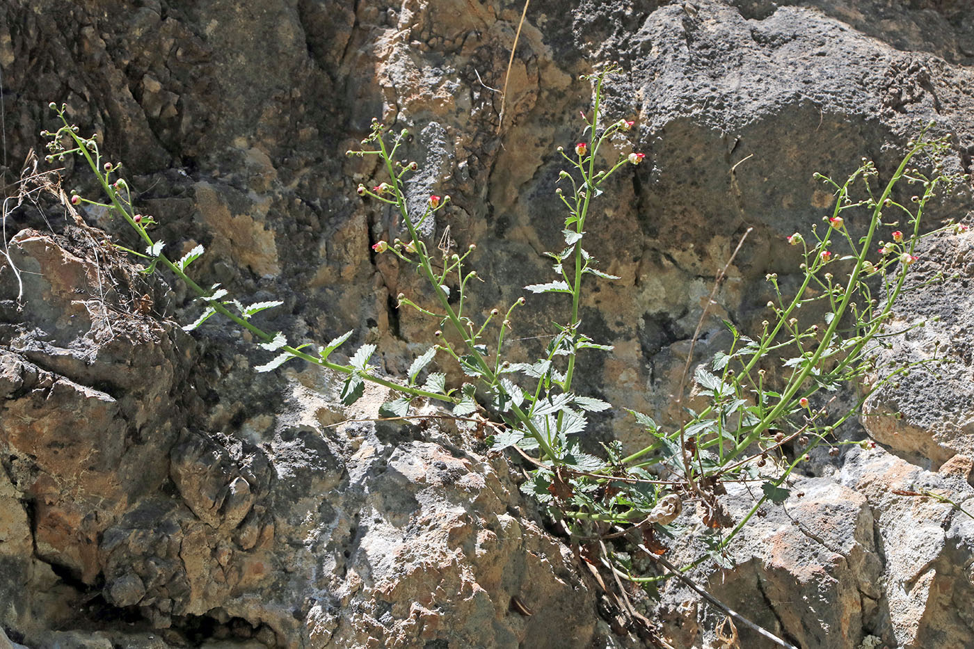 Image of Scrophularia integrifolia specimen.