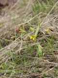 Gagea lutea