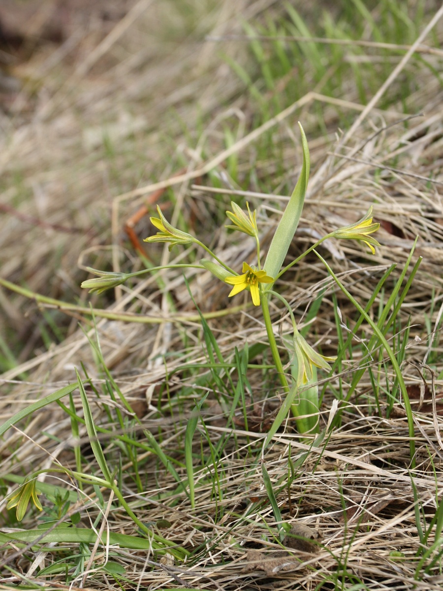 Изображение особи Gagea lutea.