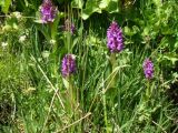 genus Dactylorhiza