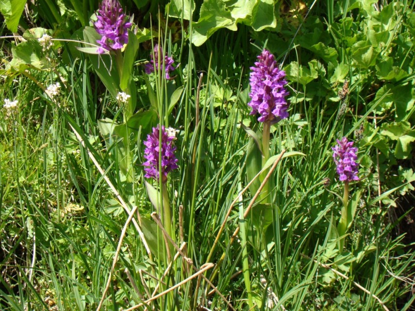 Изображение особи род Dactylorhiza.