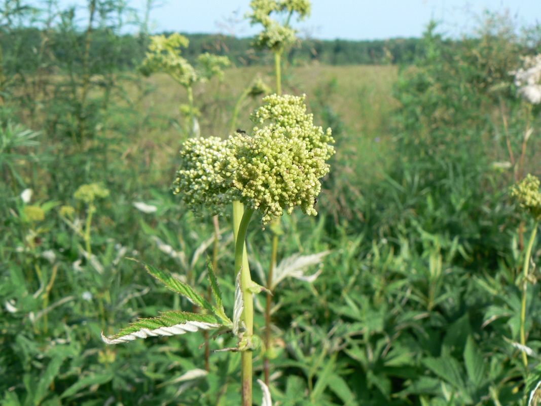 Image of Filipendula palmata specimen.
