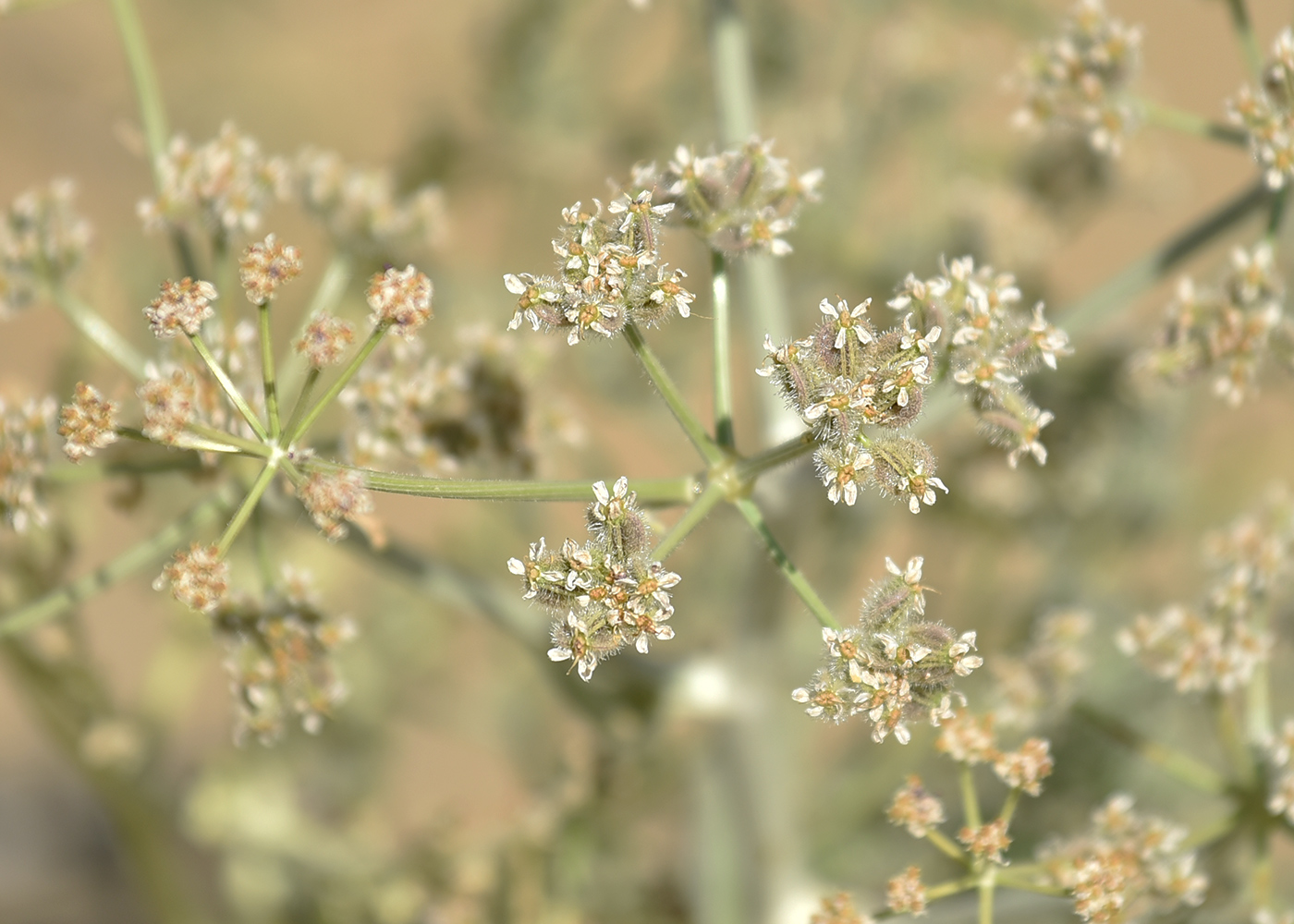 Изображение особи Ferula litwinowiana.